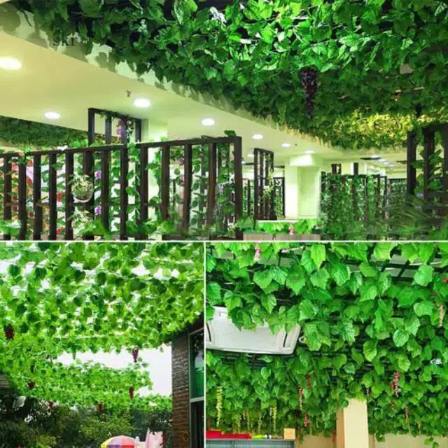 (COD) PERLUSIN DAUN RAMBAT ANGGUR 2,4 METER