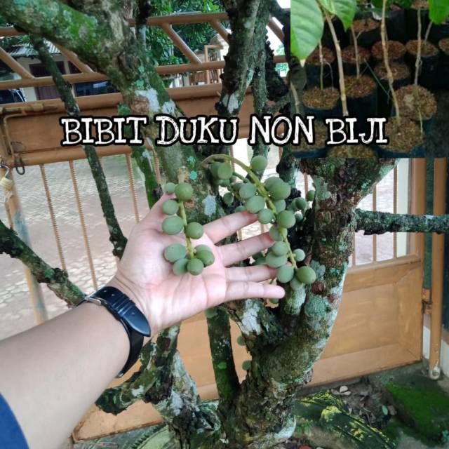 BIBIT DUKU NON BIJI
