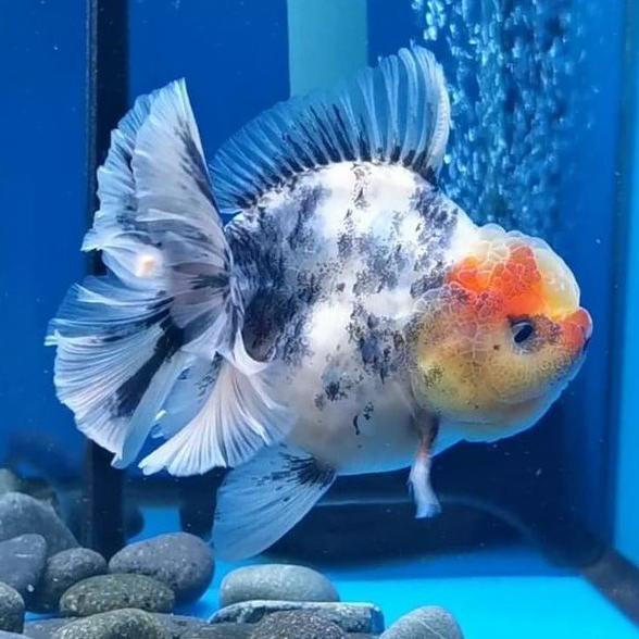 7500 Koleksi Aquarium Ikan Koki Jumbo Gratis Terbaru