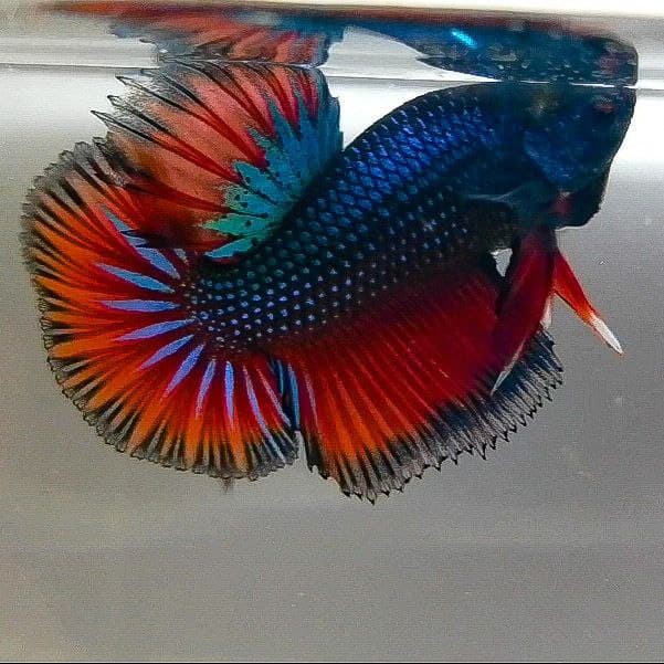 

Cupang Halfmoon plakat (sesuai gambar)