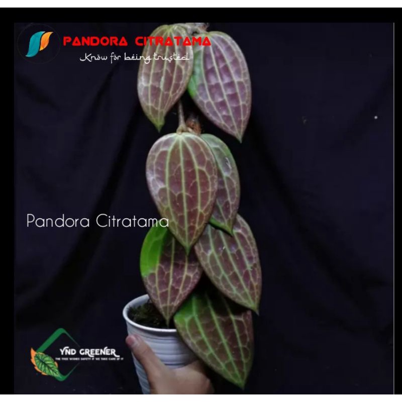 Hoya merah / hoya macropylla daun merah 6 daun