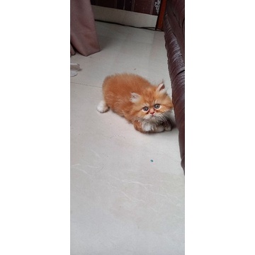 Anak kucing persia peaknose