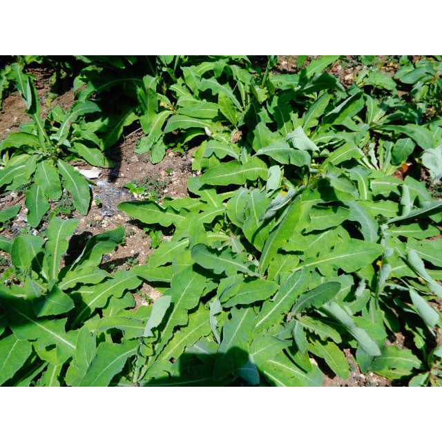 

Daun Tempuyng Segar 1kg