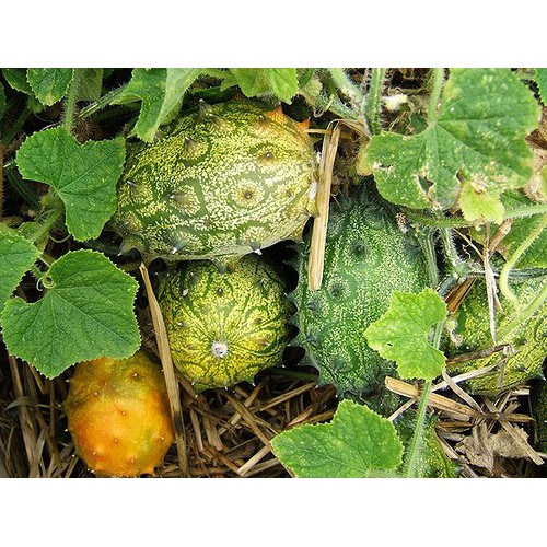 Benih-Bibit Melon Tanduk Kiwano (Haira Seed)