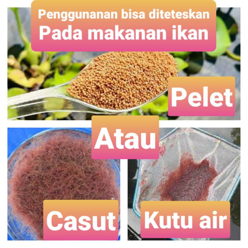 MAXIMUM BREED Suplemen Ternak ikan hias untuk hasil Melimpah