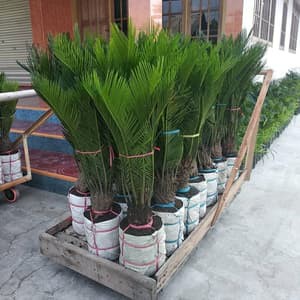 TERBARU [BONUS PUPUK] BIBIT PALEM SIKAS MAWAR JAMBE BESAR