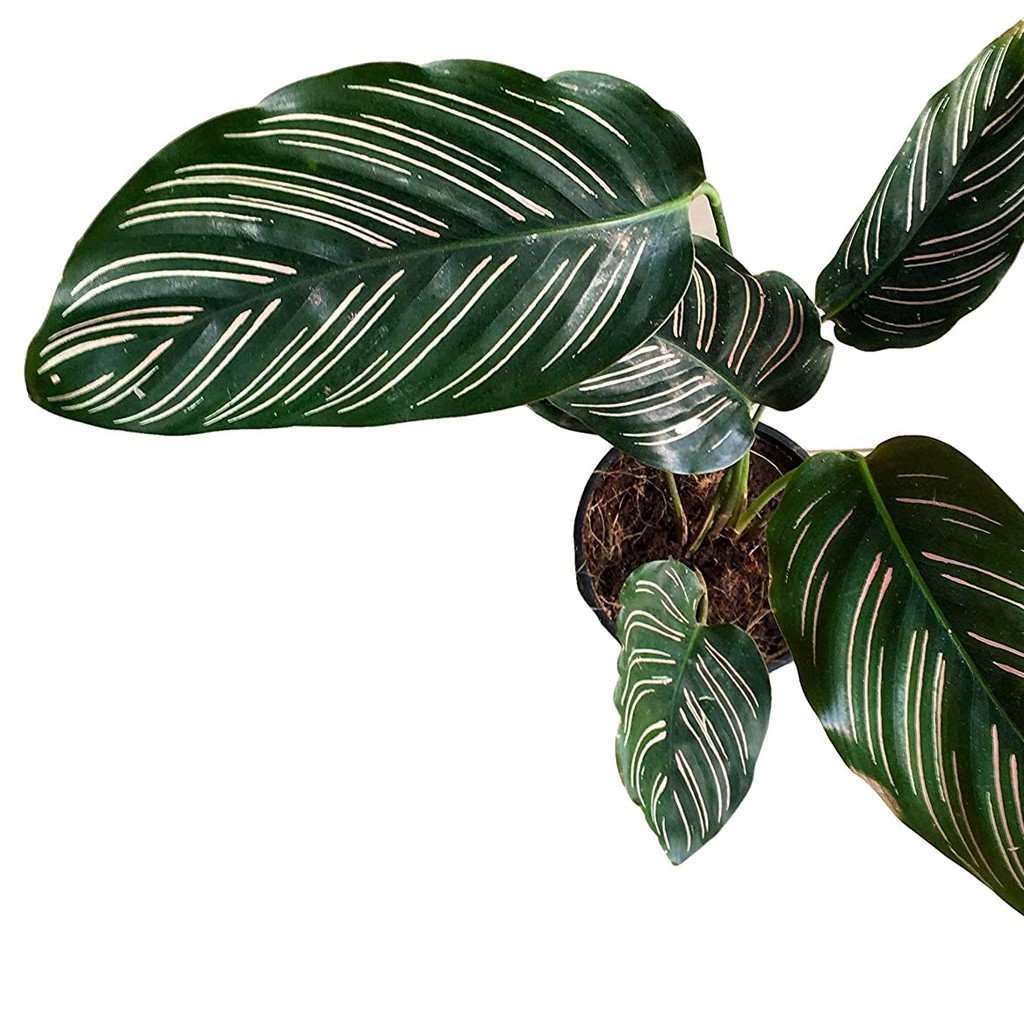 calathea ornata bibit tanaman hias daun