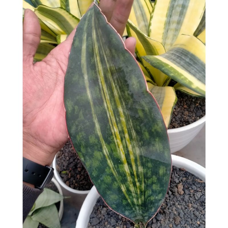 Sansevieria Macrophylla Variegata