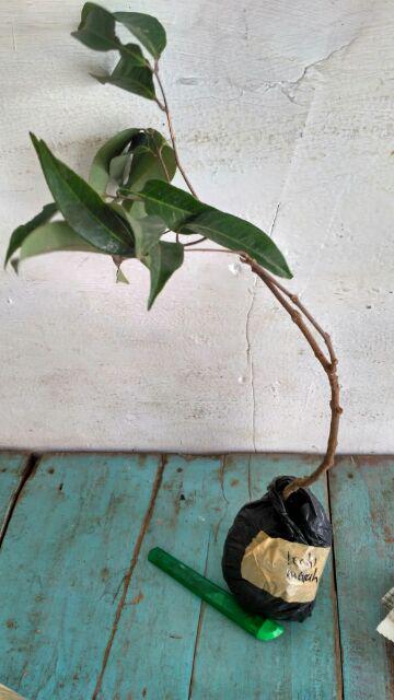 Tanaman Leci Kom / Leci Merah (tinggi 30-50 Cm)