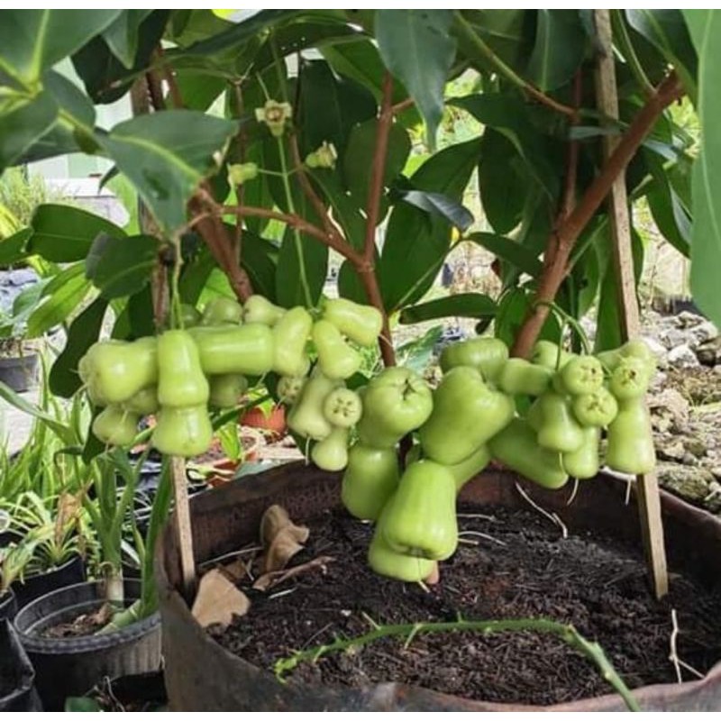 bibit jambu air madu deli | pohon jambu air