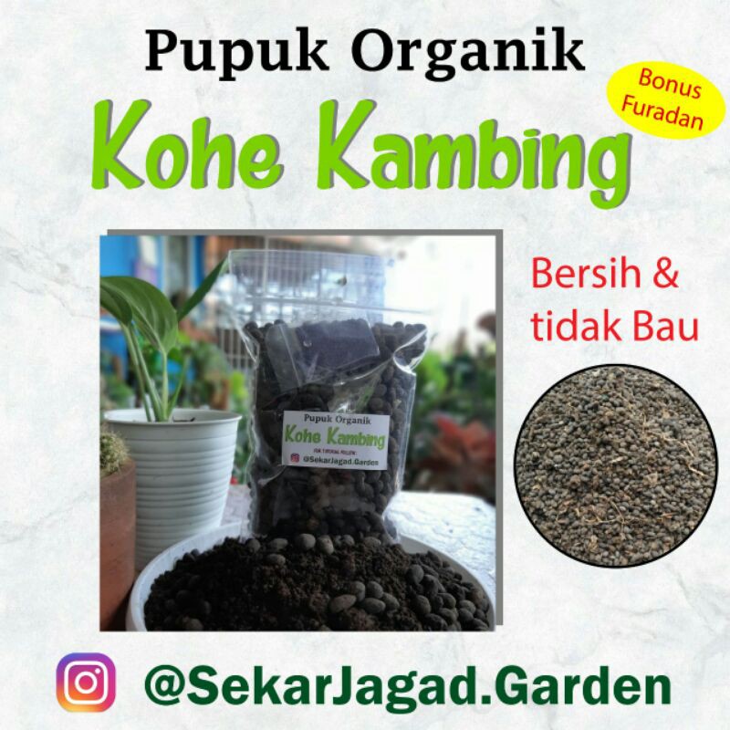 Pupuk Organik Kohe Kambing