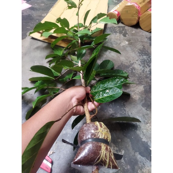 bibit fresh cangkok rambutan
