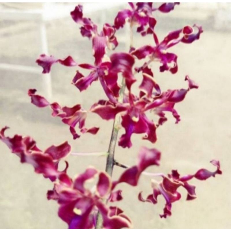 Pohon Anggrek Dendrobium Kriting Bunga Merah Dewasa Siap Spike