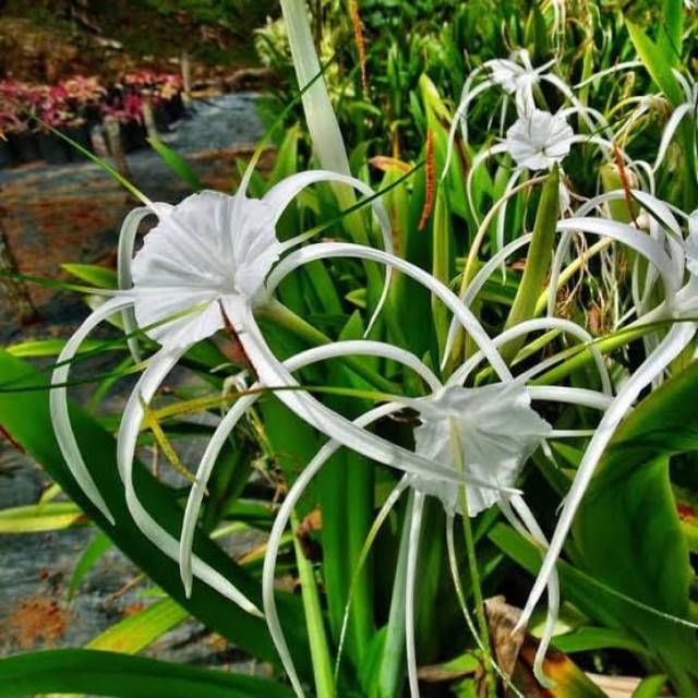 UMBI HYMENOCALLIS LITTORALIS / TANAMAN HYMENOCALLIS LITTORALIS MURAH