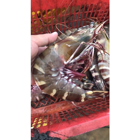

Udang pancet size 4-7/kg fresh!!!!