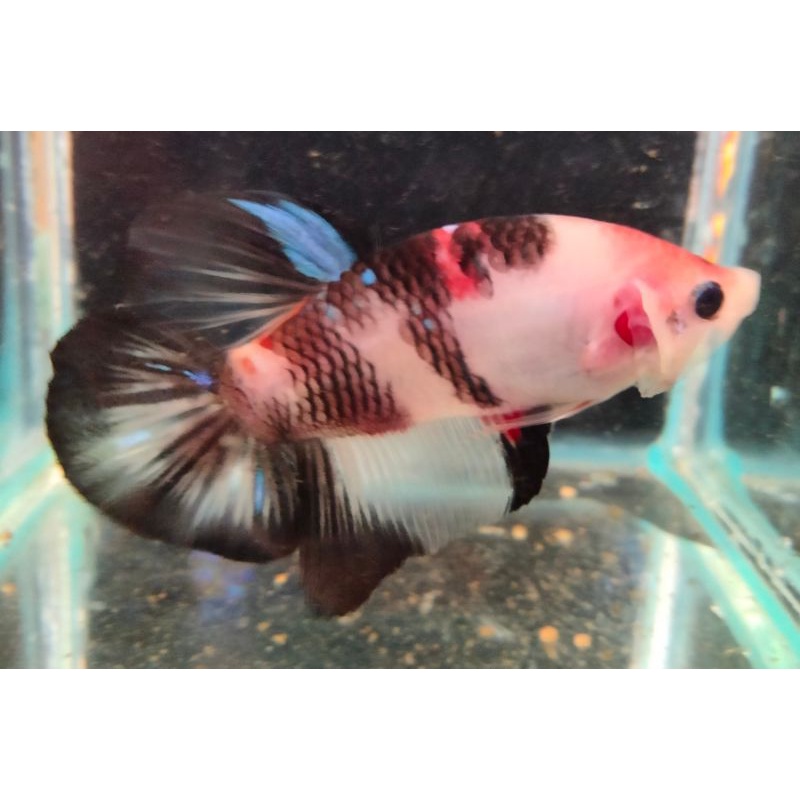 (04) Ikan Cupang Giant Black Koi Male indukan BO.5,3 Real Pict
