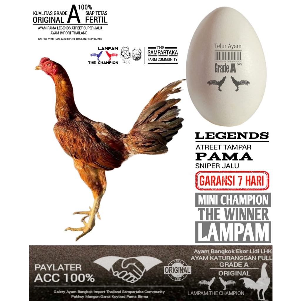 promax ayam aduan pama telur fertil mangon birma ori
