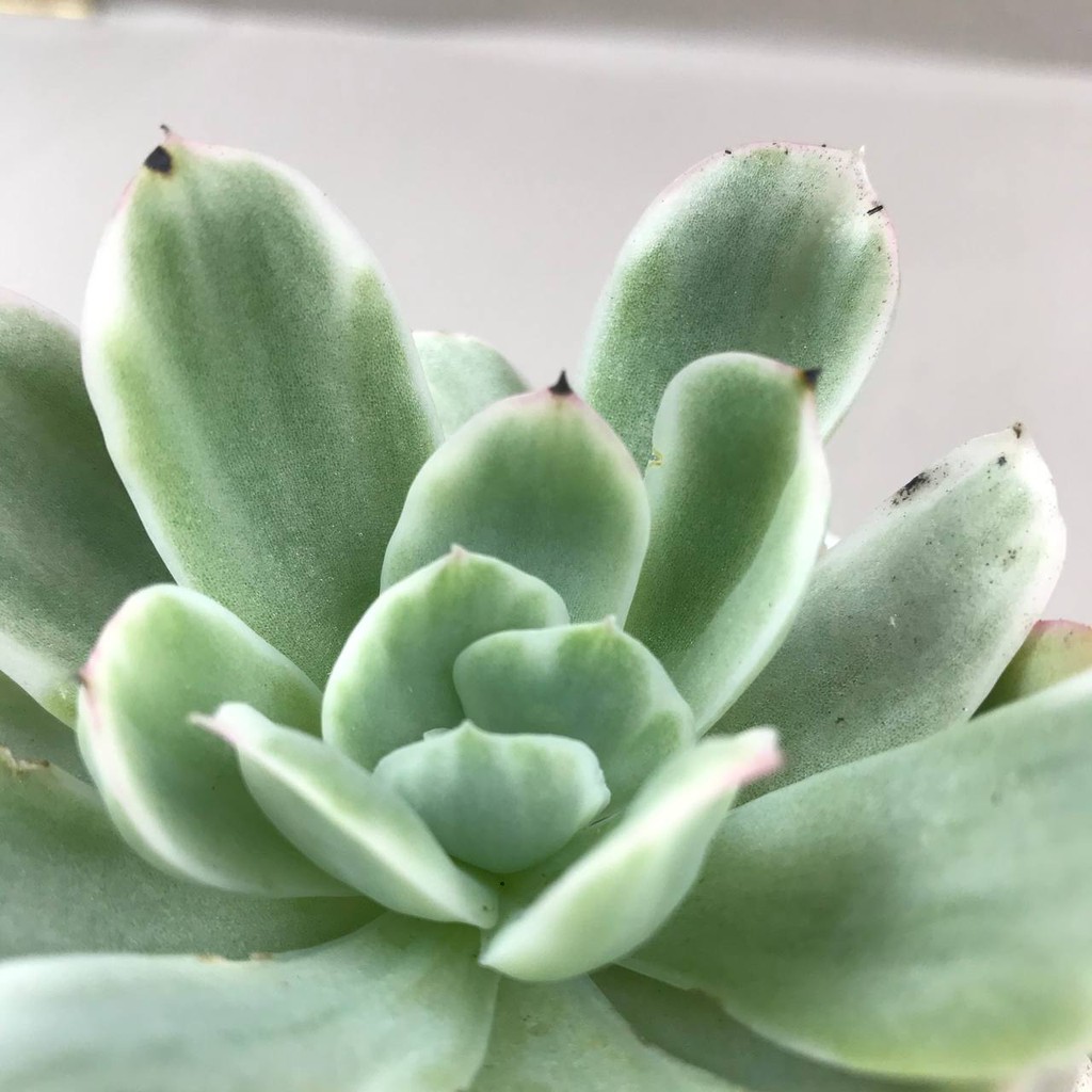 Kaktus Sukulen (Echeveria Lemon &amp; Lime Var) Tanaman Hias Hidup