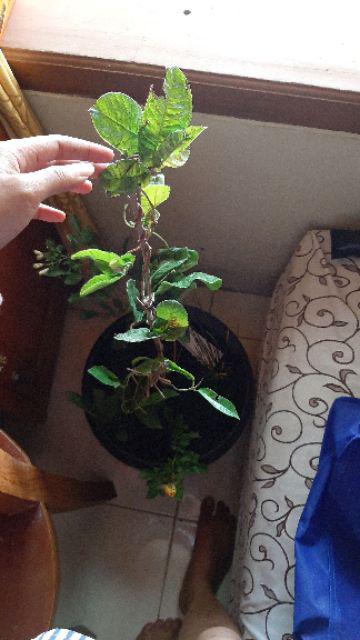 Tanaman Mandevilla Pink