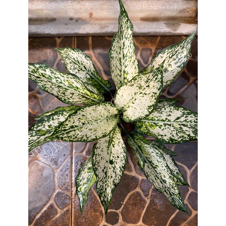 Aglonema Siam Paragon