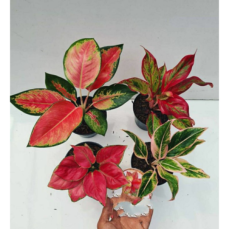 PROMO TUNAS AGLONEMA RED MAJESTY PING ANJAMANI LIPSTIK ORANGE RED AURORA