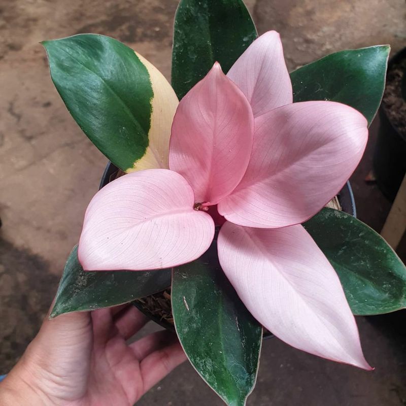 (COD) Tanaman hias philodendron pink congo - Philodendron pink congo - Philo pink congo