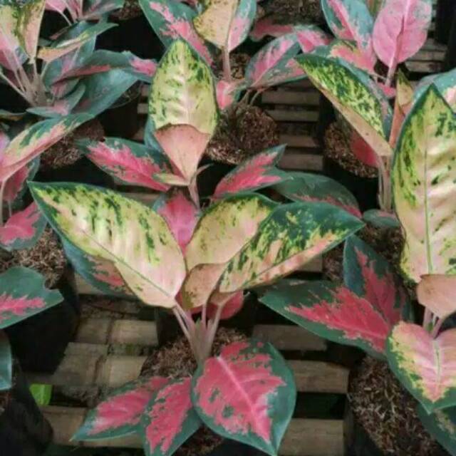 Tanaman hias aglonema kochin aglaonema cochin  Shopee 