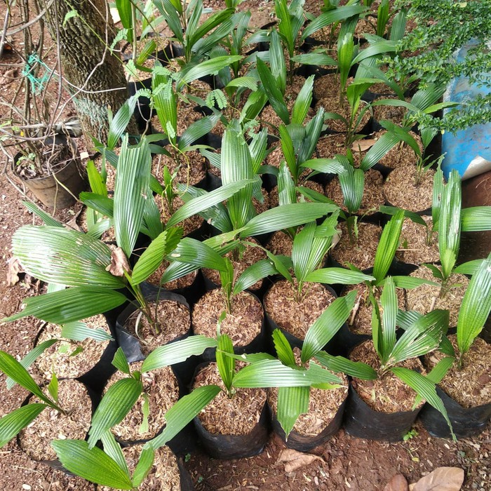 palem kol / palem kipas
