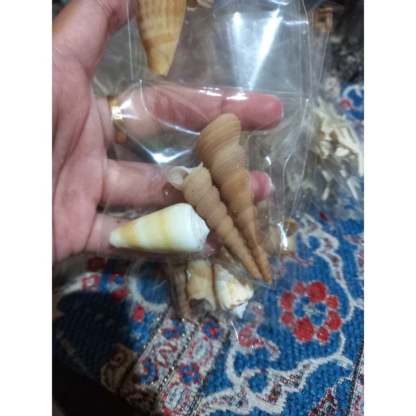 kerang contong kerang hias