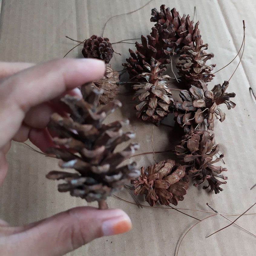  Bunga Pinus Kering  Besar Shopee Indonesia