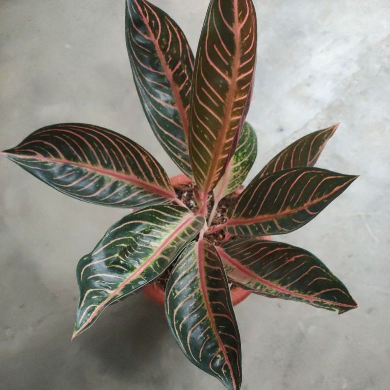 Bunga aglonema Red Sumatra dewasa