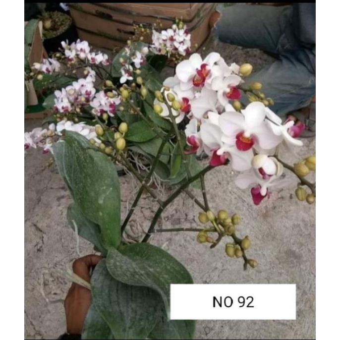 angbul double spike.