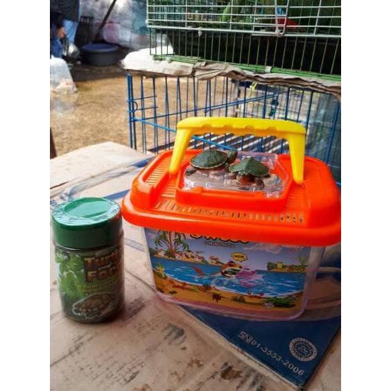 paket kura kura murah