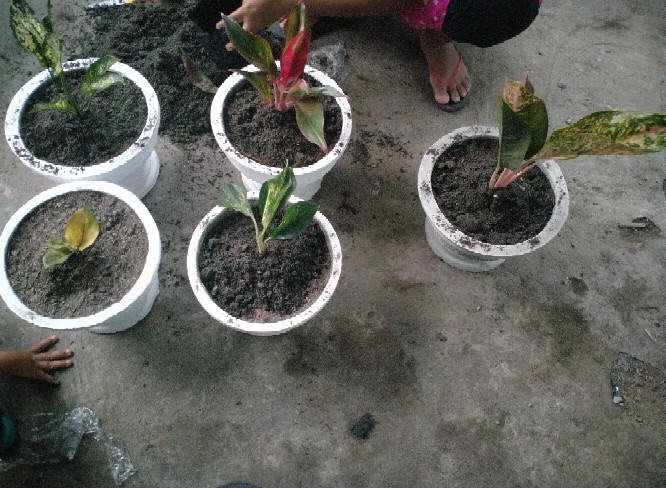 Paket 5 Tanaman Aglonema - Agolaonema - Bunga Aglonema - Paket Aglonema Murah