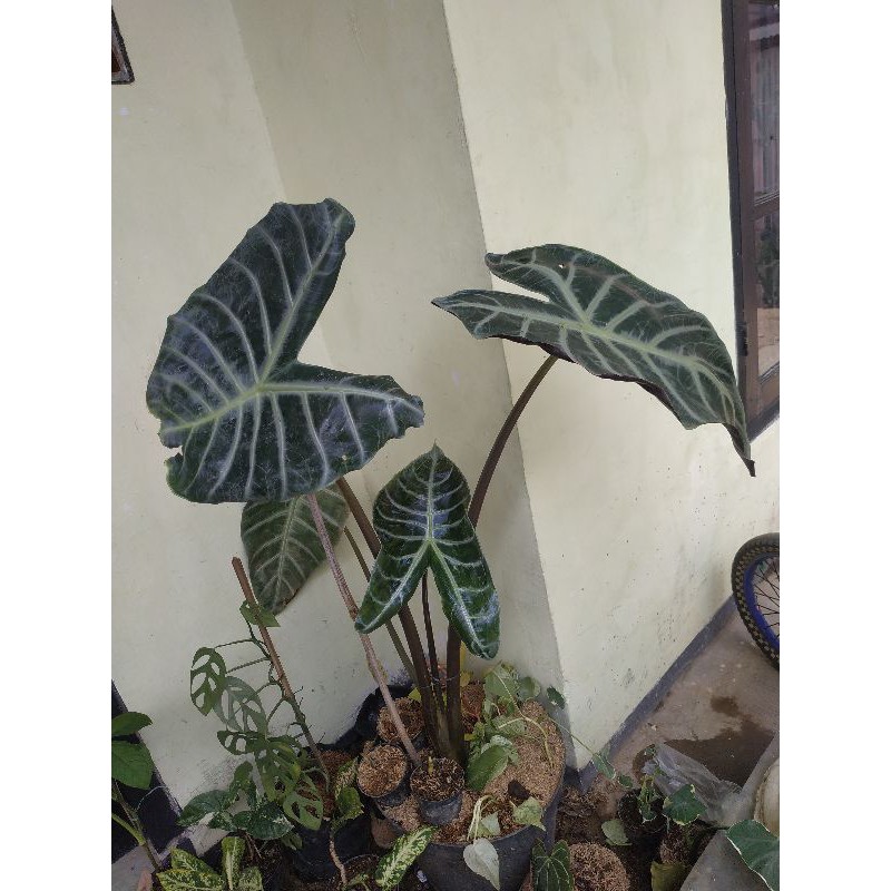 Alocasia Lowii Langka Tinggi Kurleb 1 Meter Shopee Indonesia