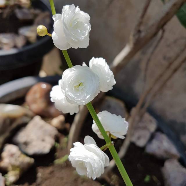 tanaman air sagitaria japonica