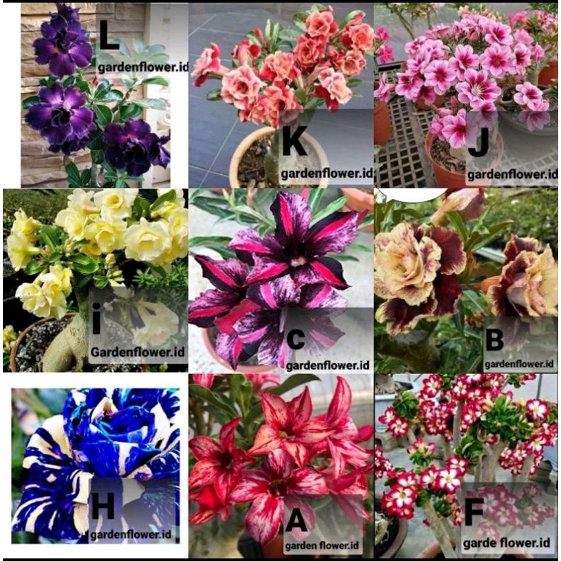 paket 9 Adenium tumpuk / paket 9 kamboja tumpuk