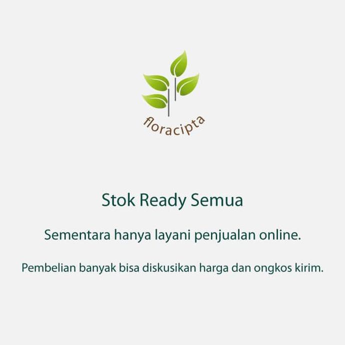 Pohon Gowok Bibit Tanaman Buah Gowok Mulai Langka Berkah