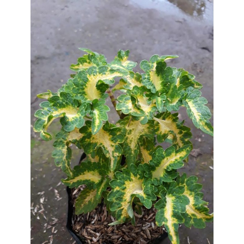 miana kuning garis hijau