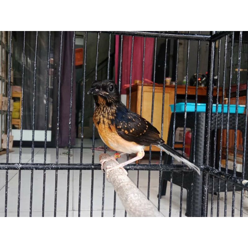 burung murai batu trotol Medan garansi jantan seumur hidup