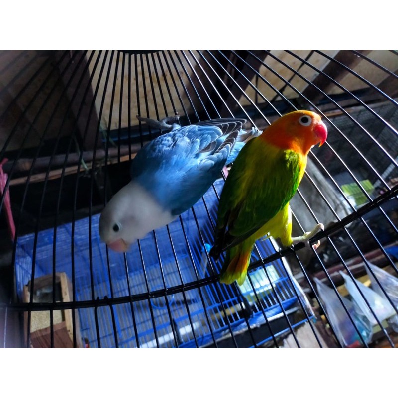 Sepasang Lovebird Biola Euwing Green X Biola Dark Blue