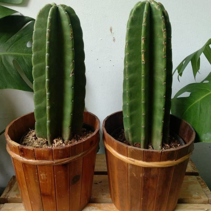 Kaktus Koboi / Belimbing / Kaktus koboy belimbing