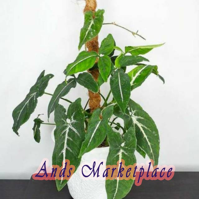 Tanaman hias Keladi tikus tanaman hias keladi