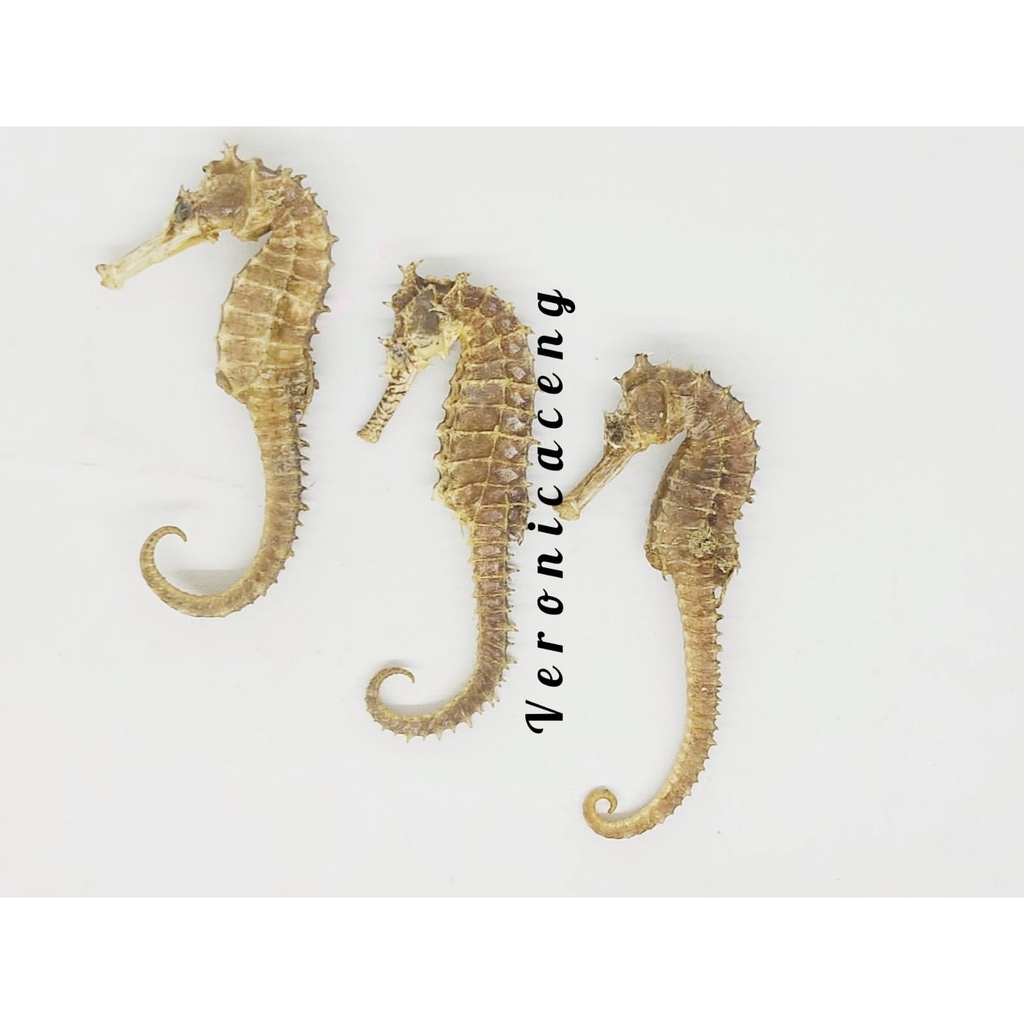 KUDA LAUT KL HAI MA KERING SUPER HERBAL OBAT KESUBURAN PRIA WANITA / HAIMA / HAI MHA  / GINSENG REND