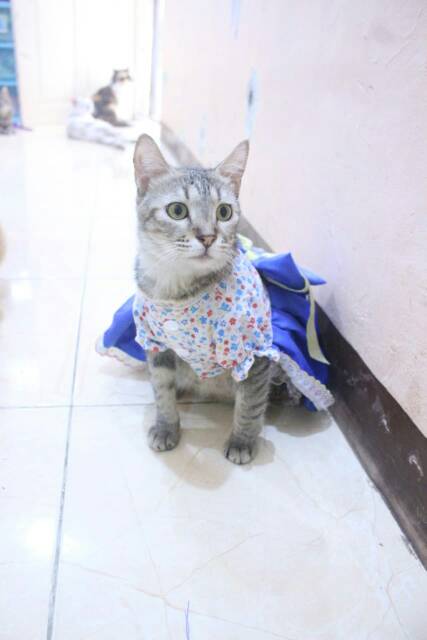 Dress none belanda lucu untuk kucing dan anjing / baju kucing murah size S M L XL