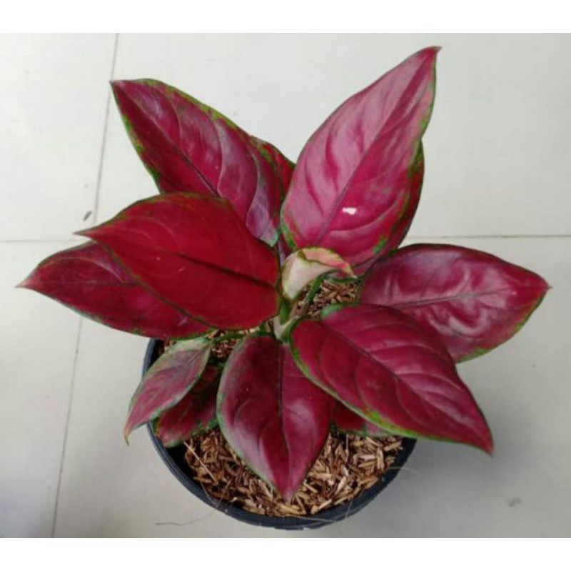 AGLAONEMA BLACK MAROON