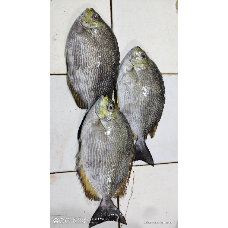 

ikan baronang fresh frozen 1kg