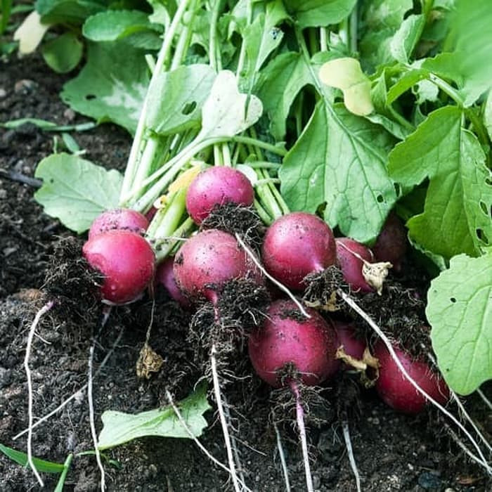 Haira Seed Bibit-Biji Lobak/Radish Cherry Belle