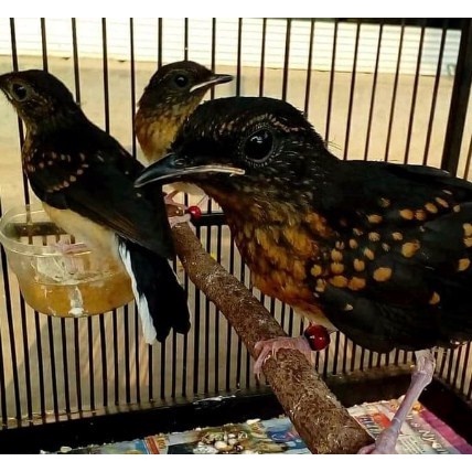 murai batu ternak trotol jantan