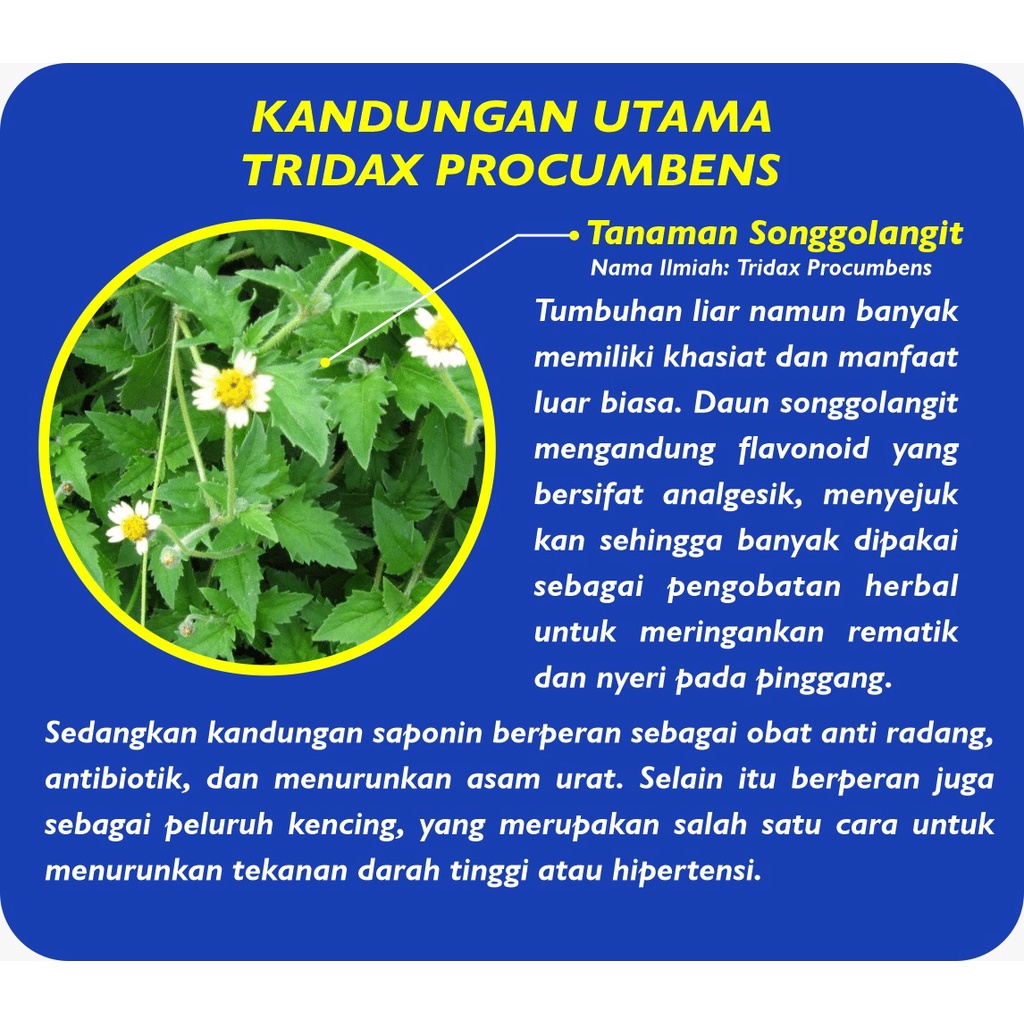 TRIDAX PROCUMBENS KAPLET - Obat Herbal Nyeri Sendi dan Asam Urat Terbaik